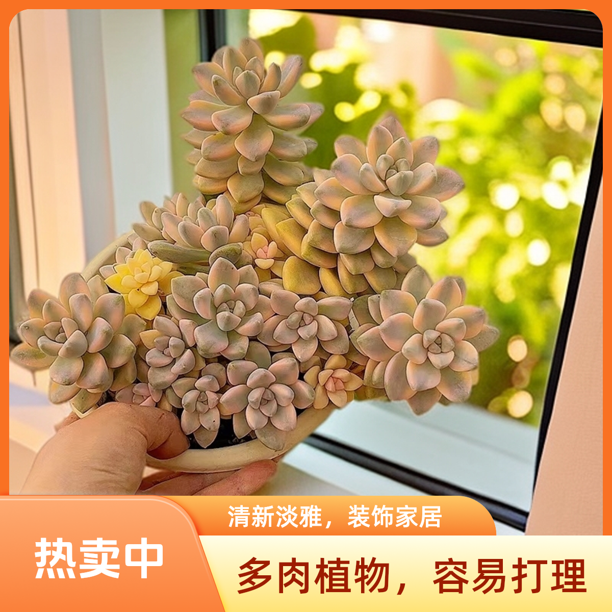 18#美杏锦 脱土发货 多肉植物【满15包邮】新手好养 裸根栽种自然色