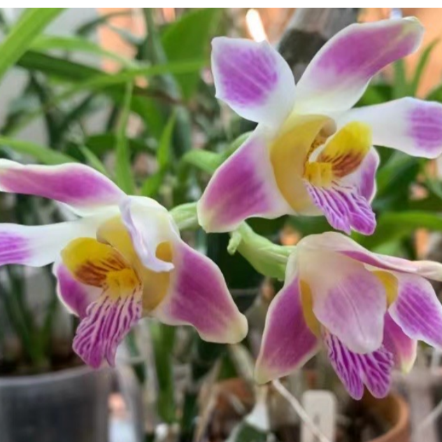 【南诏甄选】吉西兰黎明海，花色炫丽，五彩斑斓，简单易养，花非常香