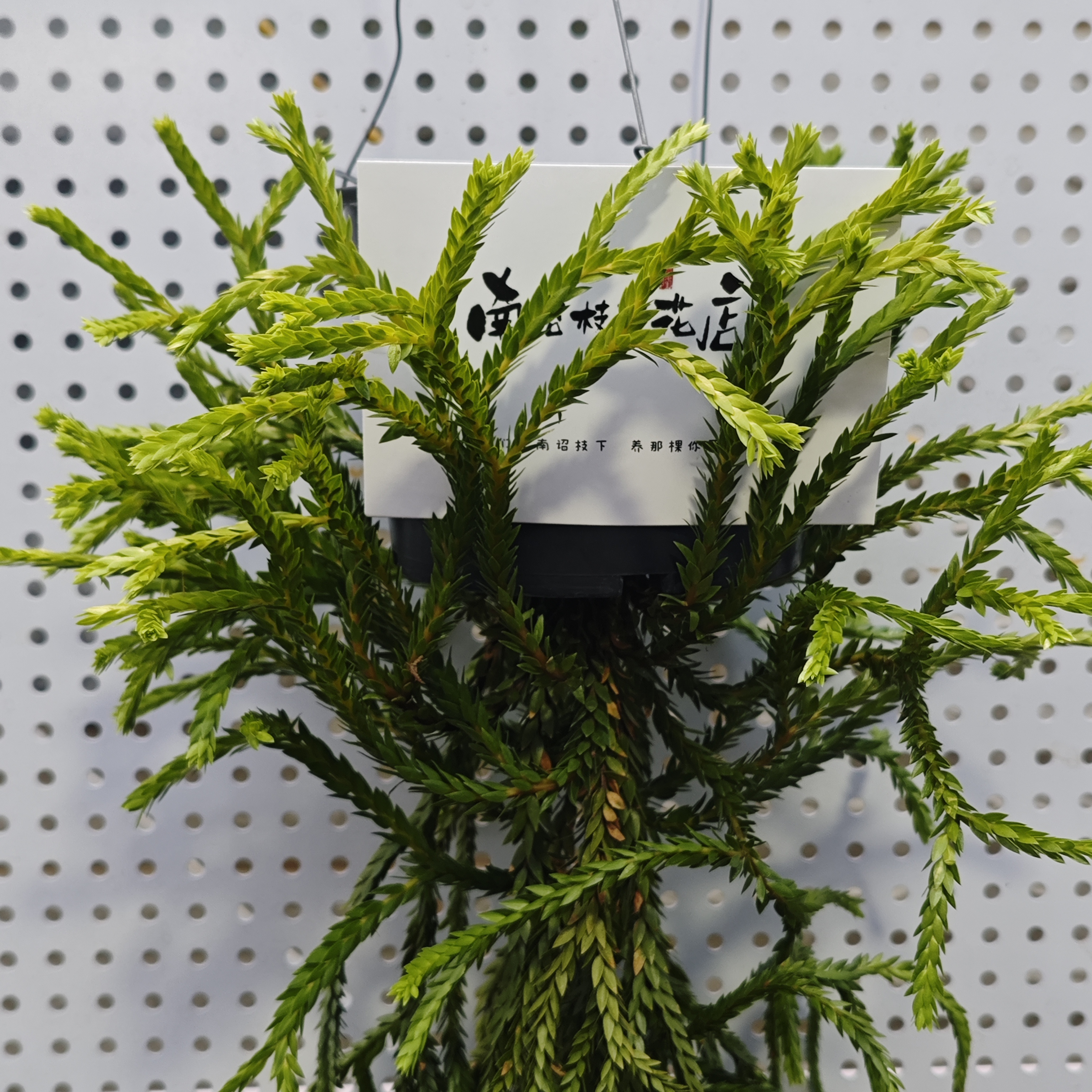 【南诏枝下】覆叶石松  Huperzia carinata (Desv.ex Poir.)Trevis.