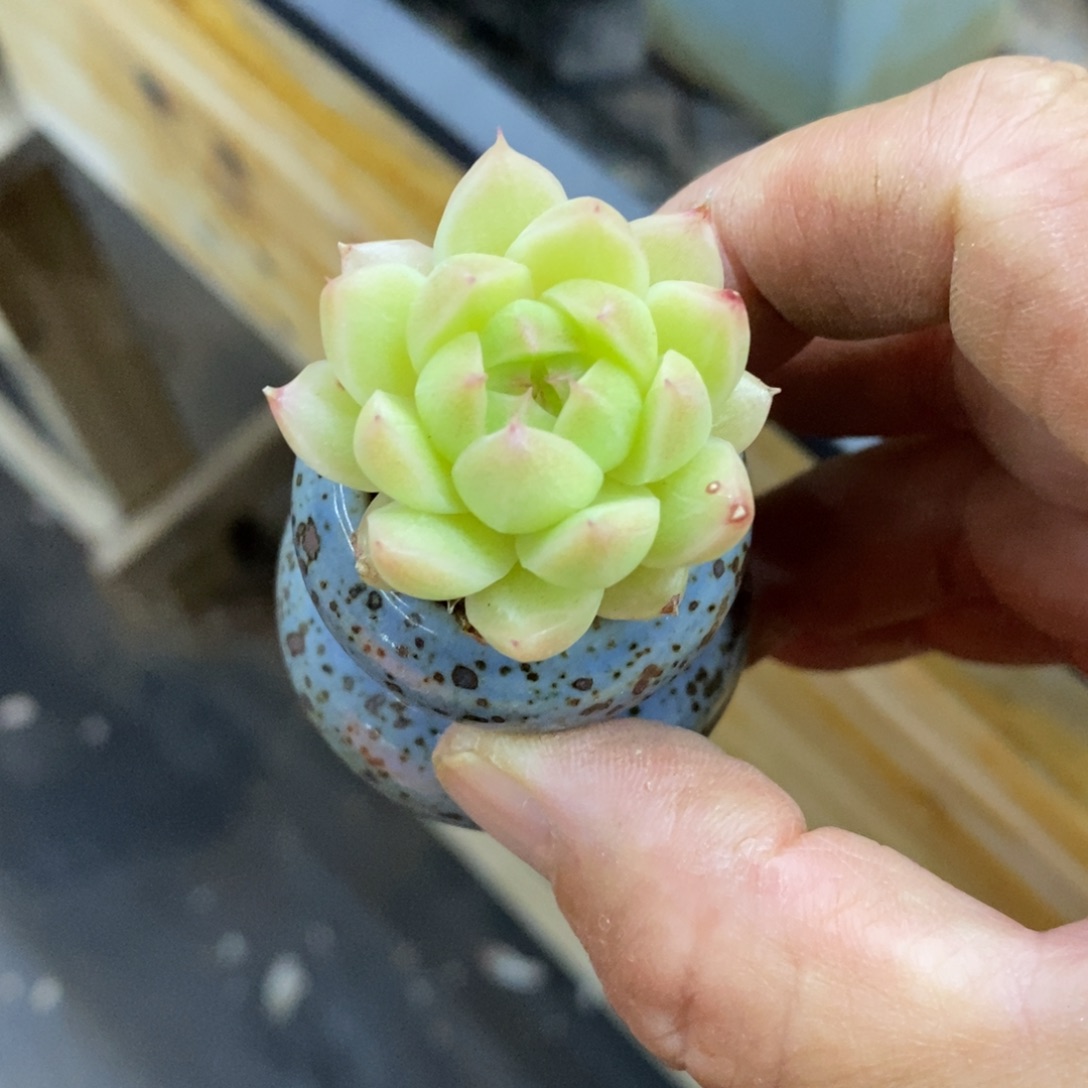 精品多肉一物一拍不包整206