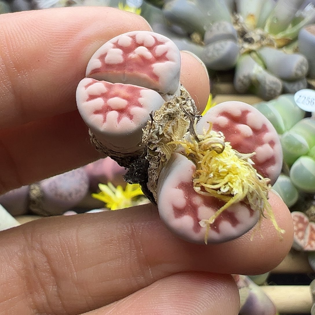 2592 生石花纯纯清货下播福利