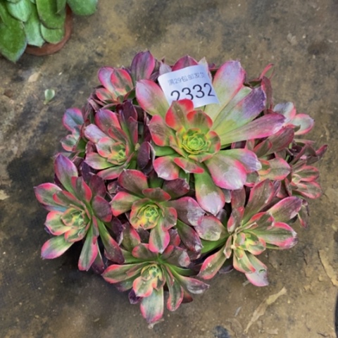 安娜多肉植物2332