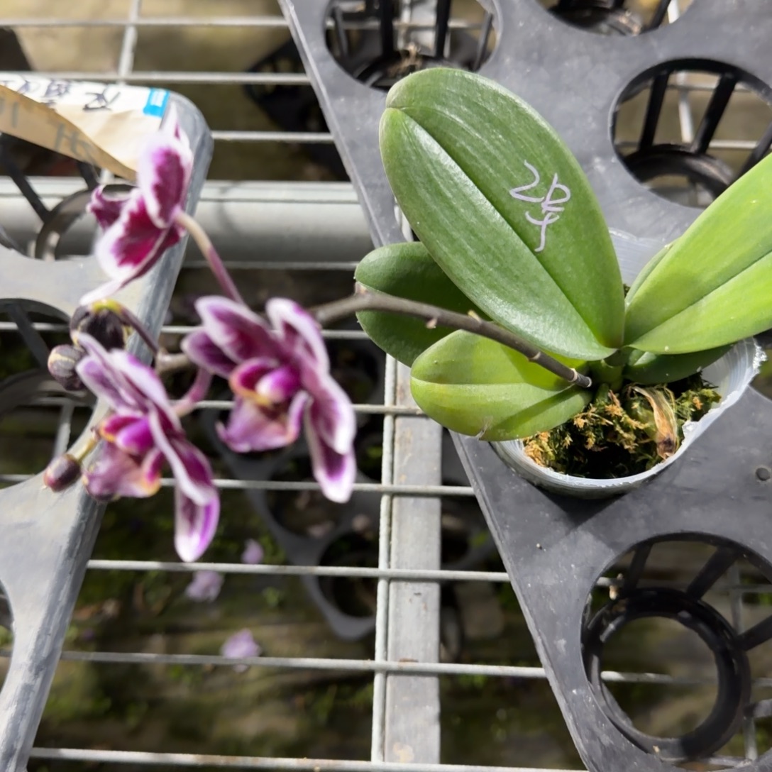 无花朵2号黑天使带花