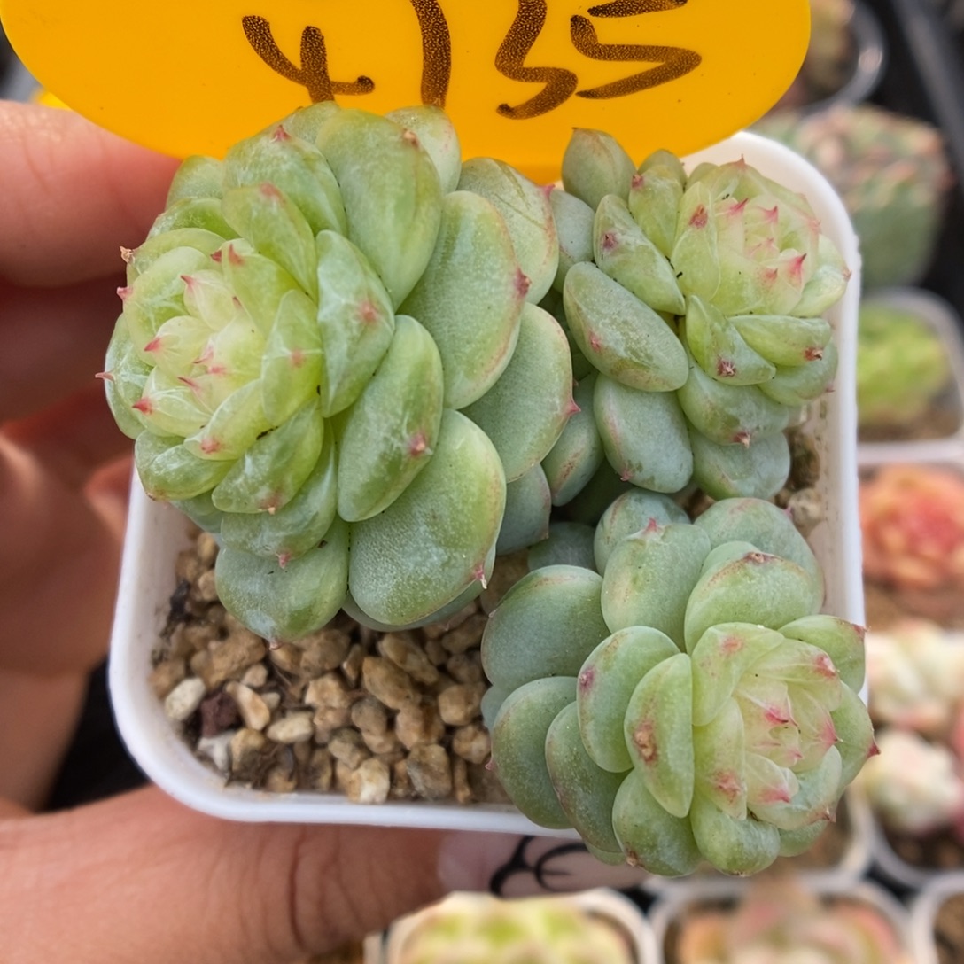 白晶体珍妮群生4735号