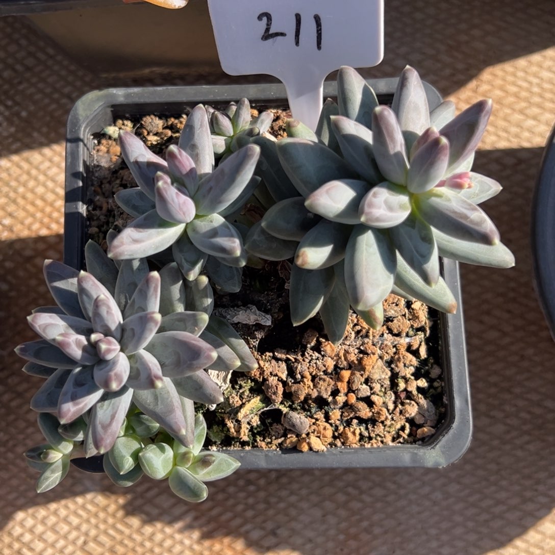 卷***转211号凤羽多肉植物15.8