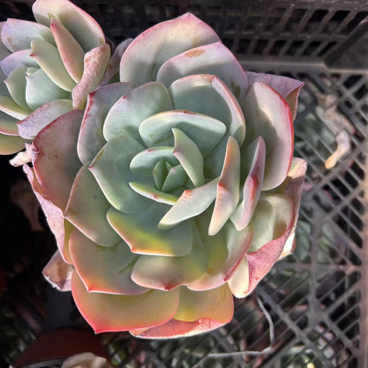 单头起白凤三颗    多肉植物