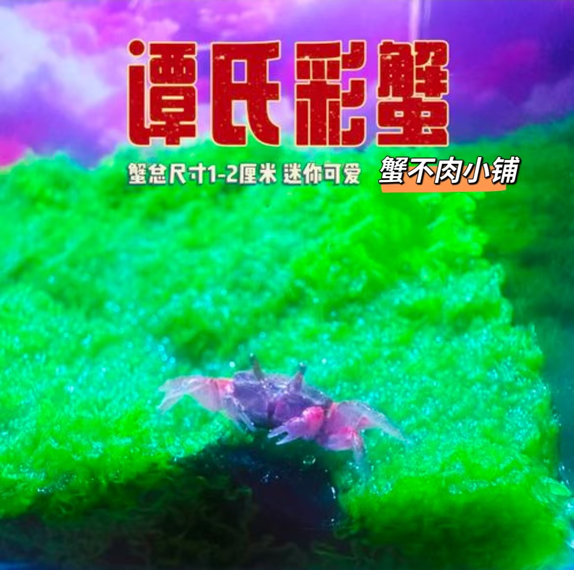谭氏彩蟹迷你可爱辣椒蟹冷水淡水蟹可天使鱼斑马鱼孔雀鱼混养耐活