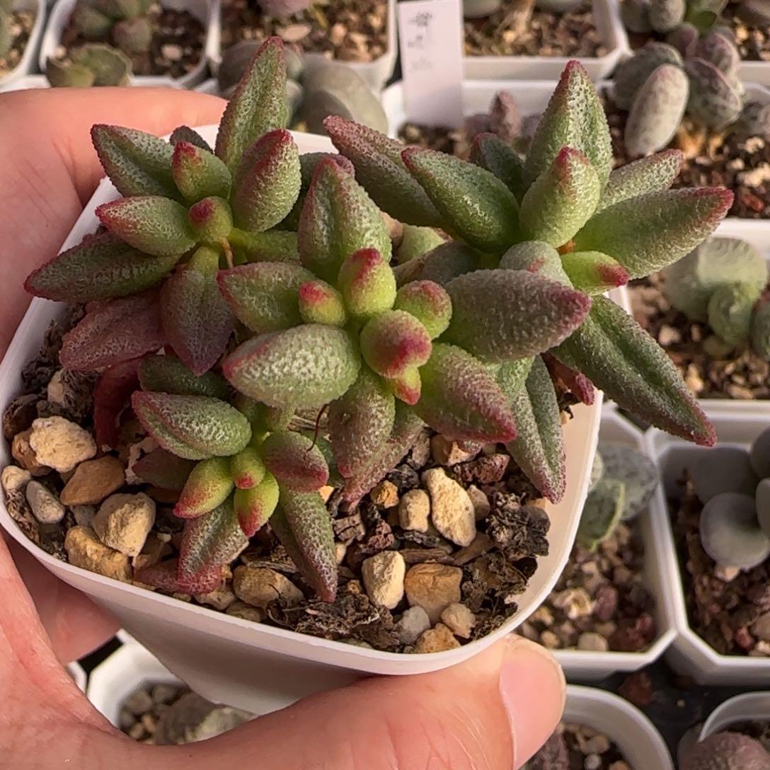 哈默小红嘴造型老桩多肉