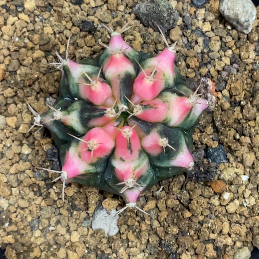 当前无花朵，栽培后可花朵粉嫩虎斑三角V背锦