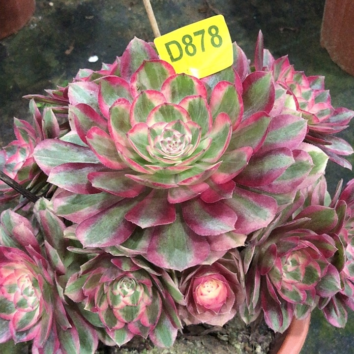 云和多肉87800000000000