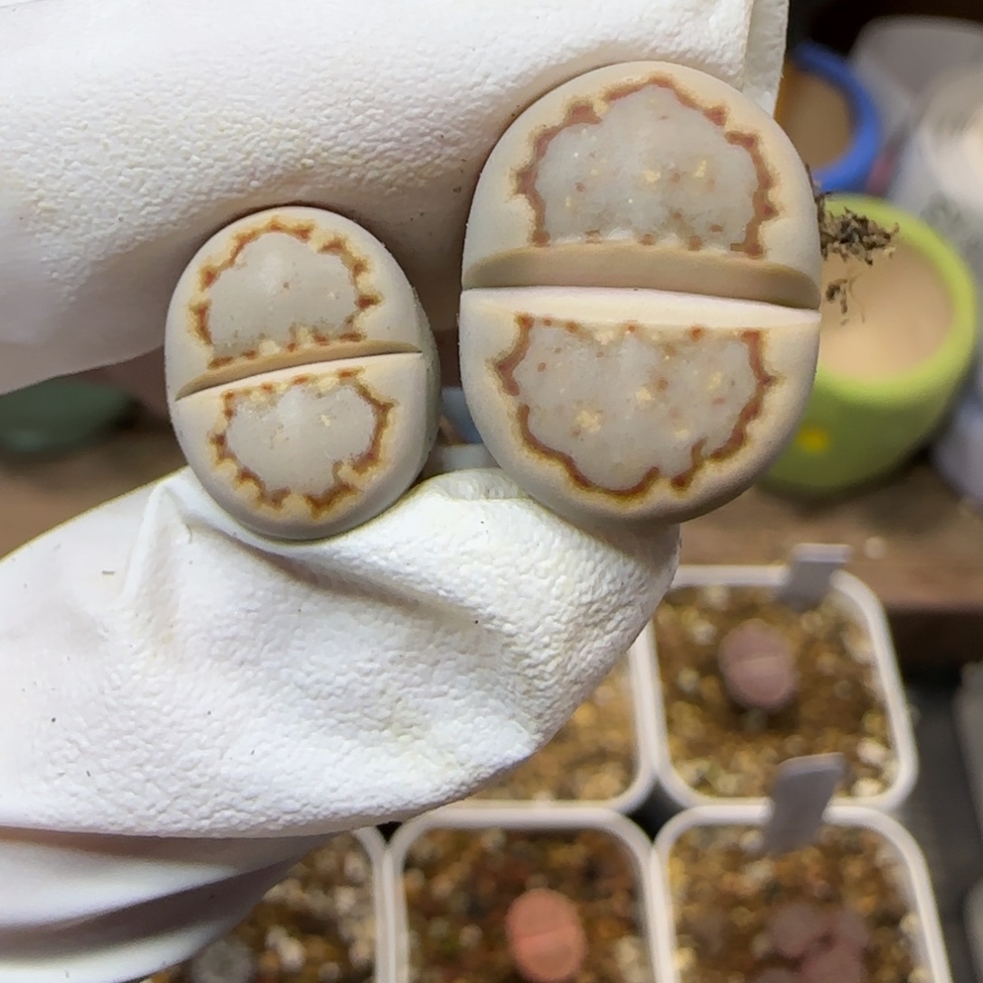 12.28. c24饼干. 9023福利