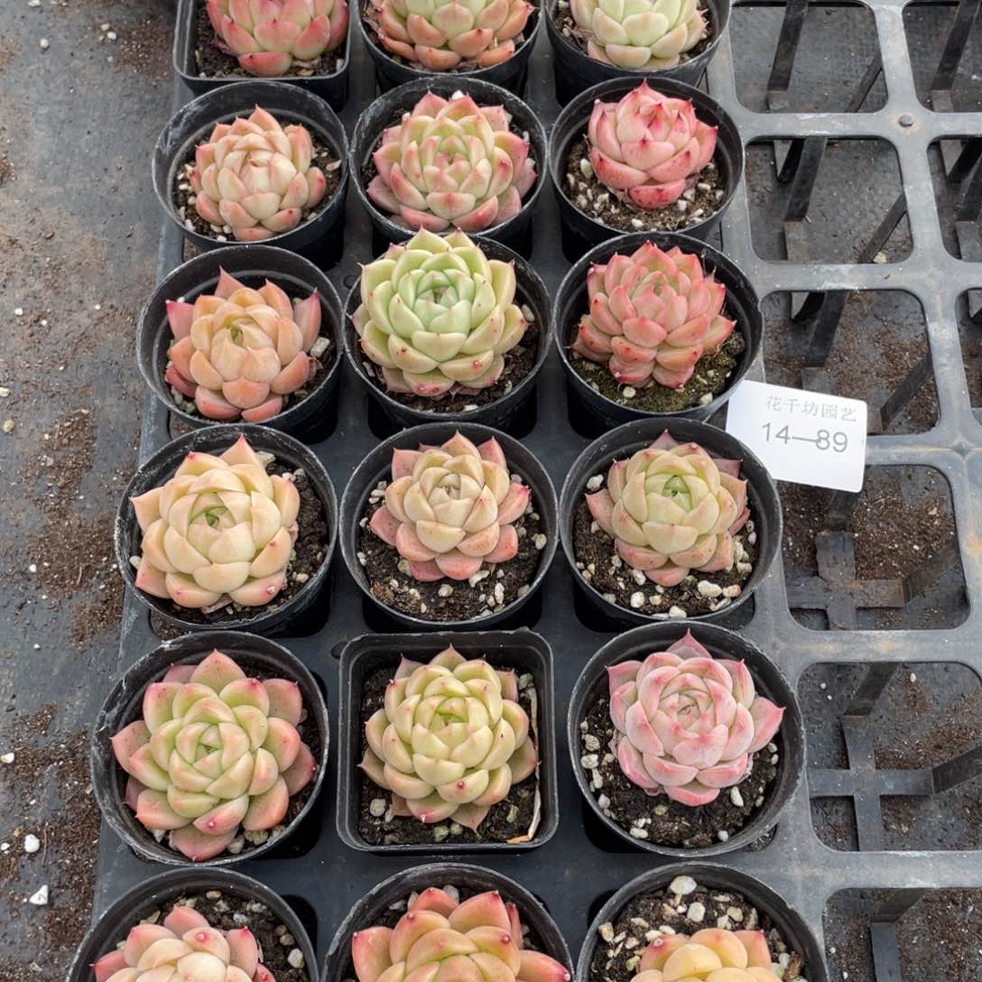 一物一拍18颗14-89