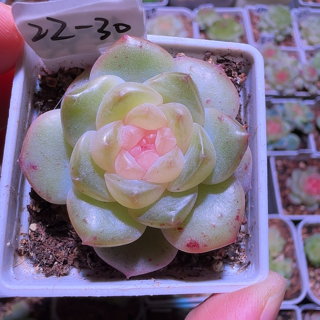 22-30福利紫烟单头