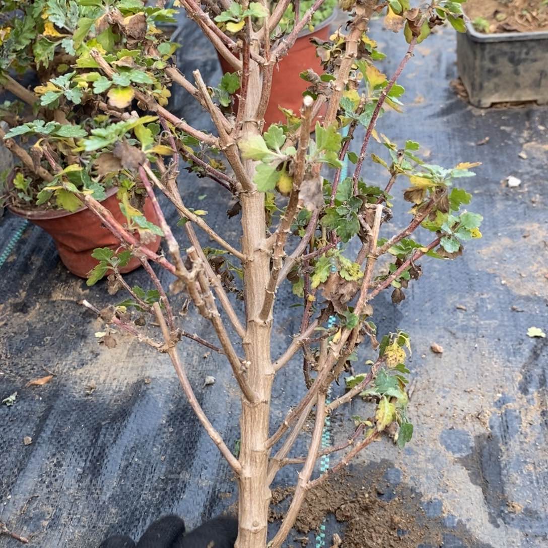 茸***语无花朵盆景不售后35