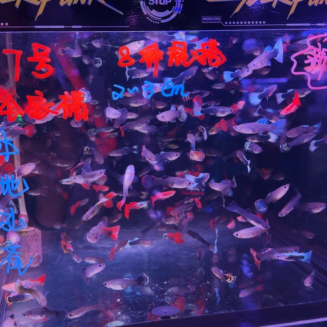 孔雀鱼全家福66条(55条送11条备损)