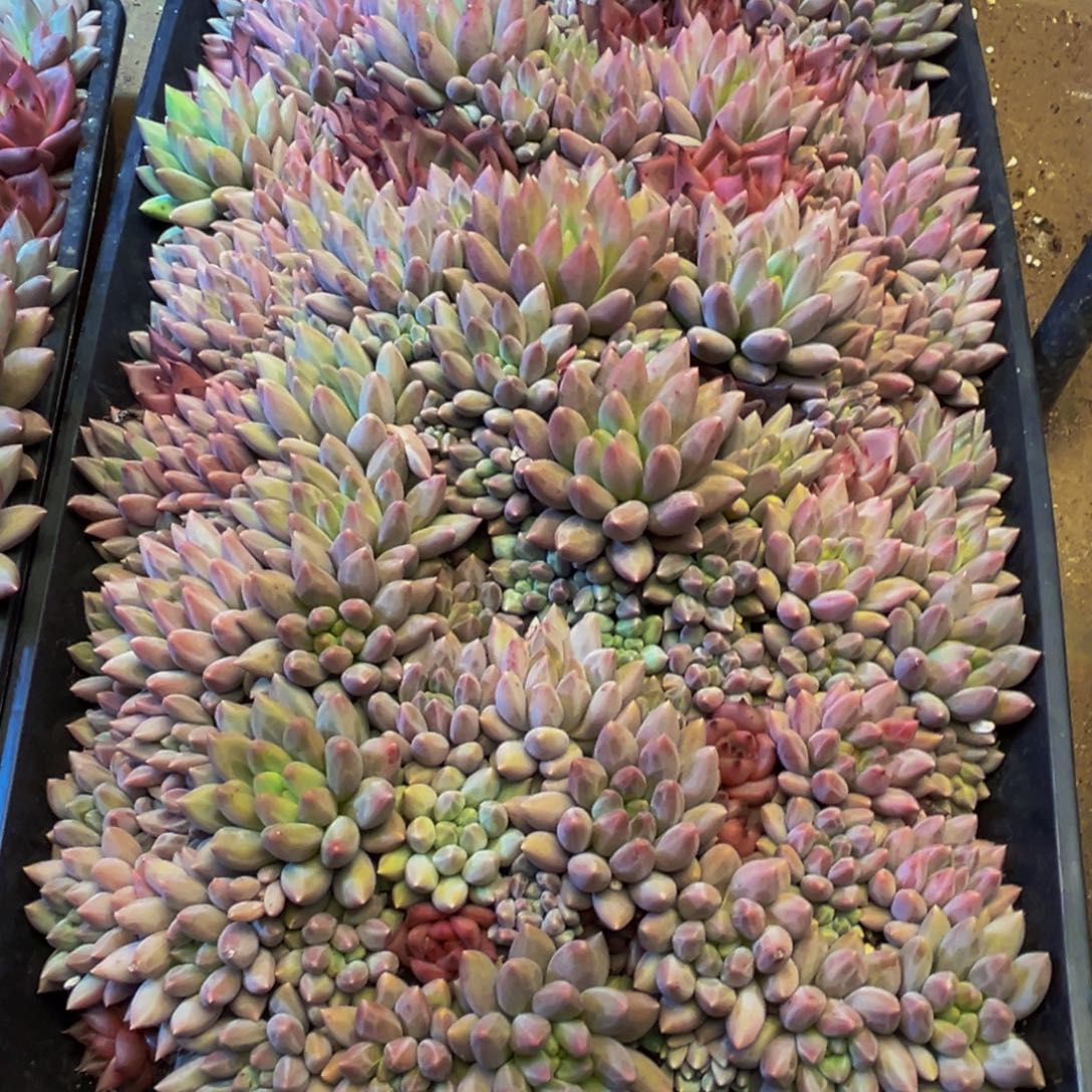 随***欲723多肉植物的生长发育和生长