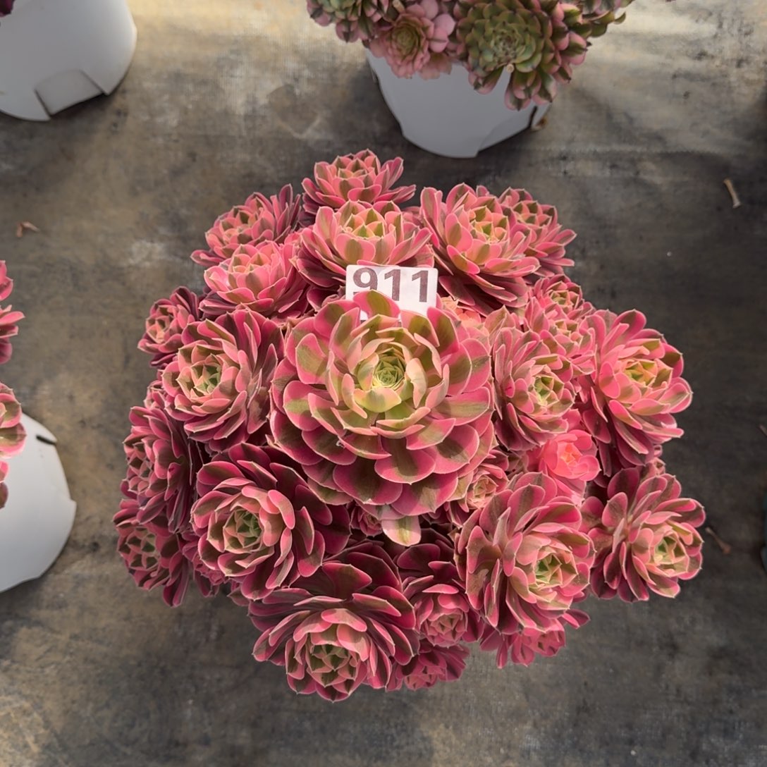 911！粉女巫法师多肉植物