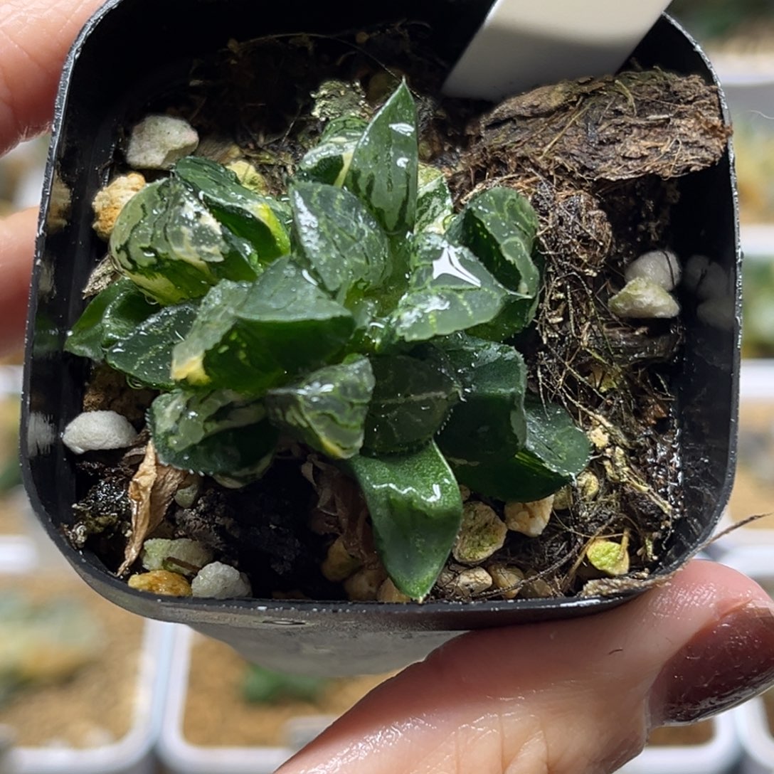 52群生冰河寿锦福记忆昙华