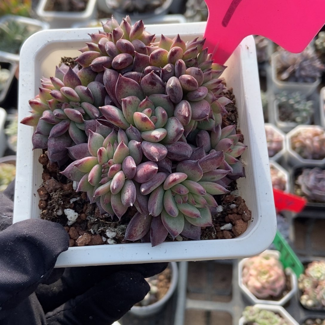 9拉糖缀多肉植物多肉