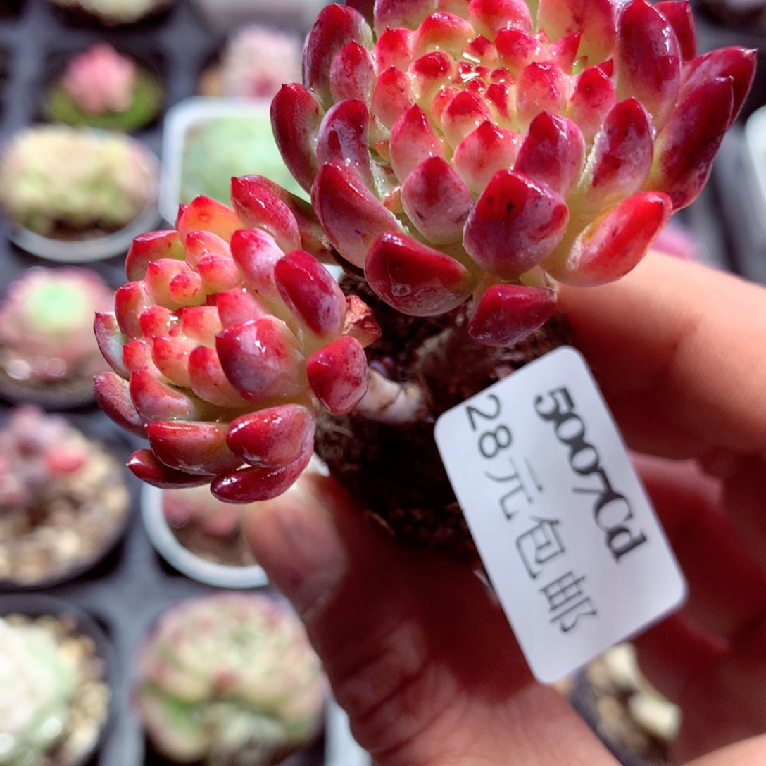 5厘米盆精控多肉5007