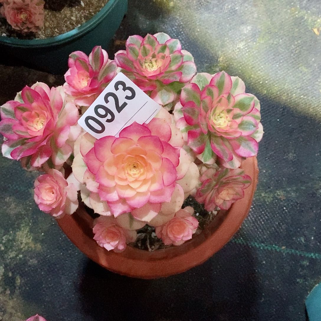 红陶0923倾城4冠服16