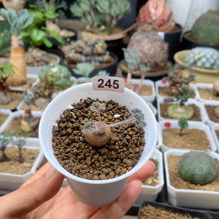 圆叶杨葵母本带盆254