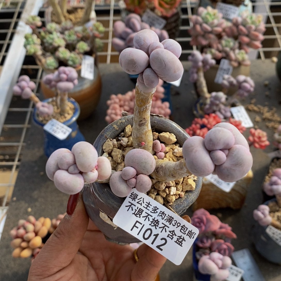  芭比奶酪012/8c m