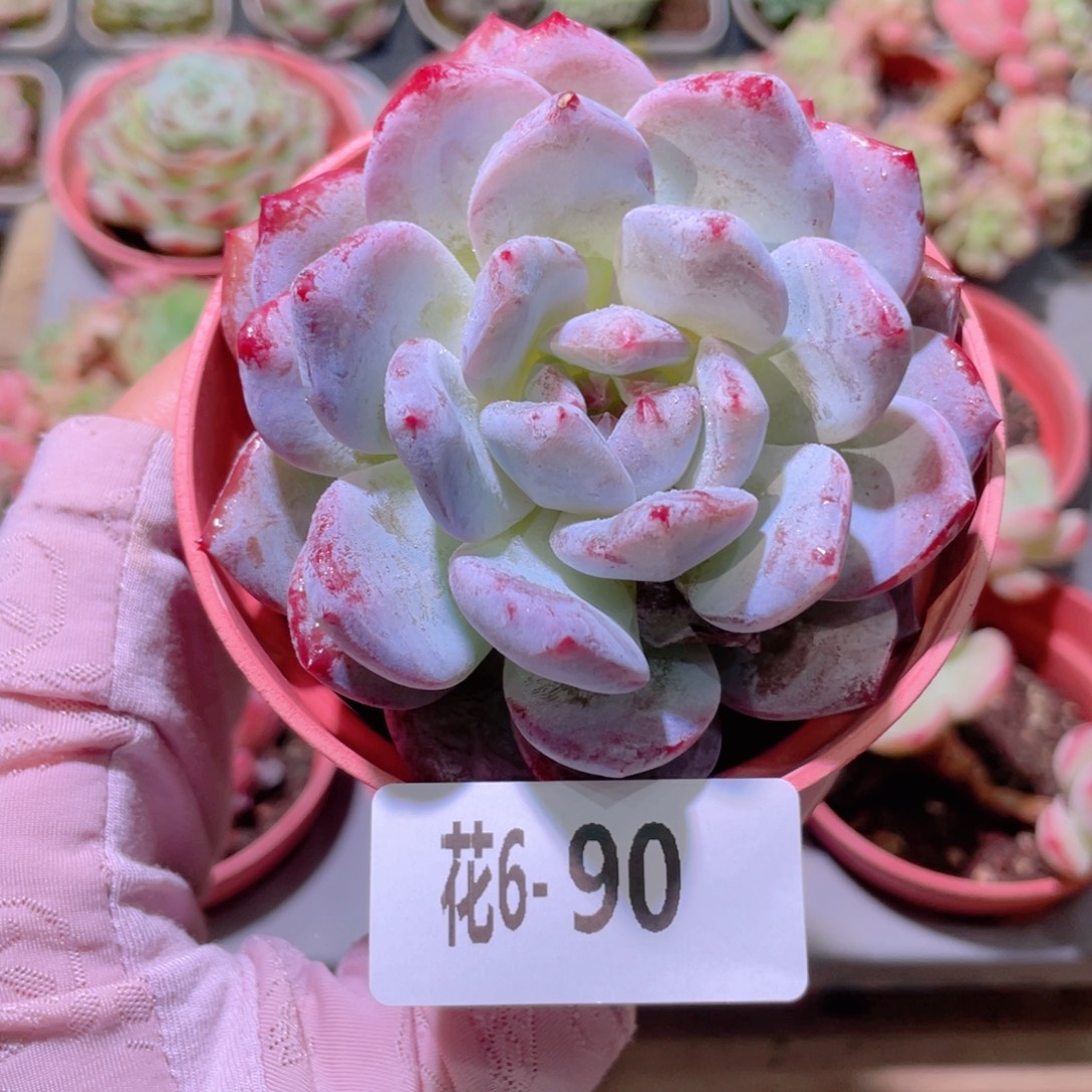 花利美6-90橙梦露