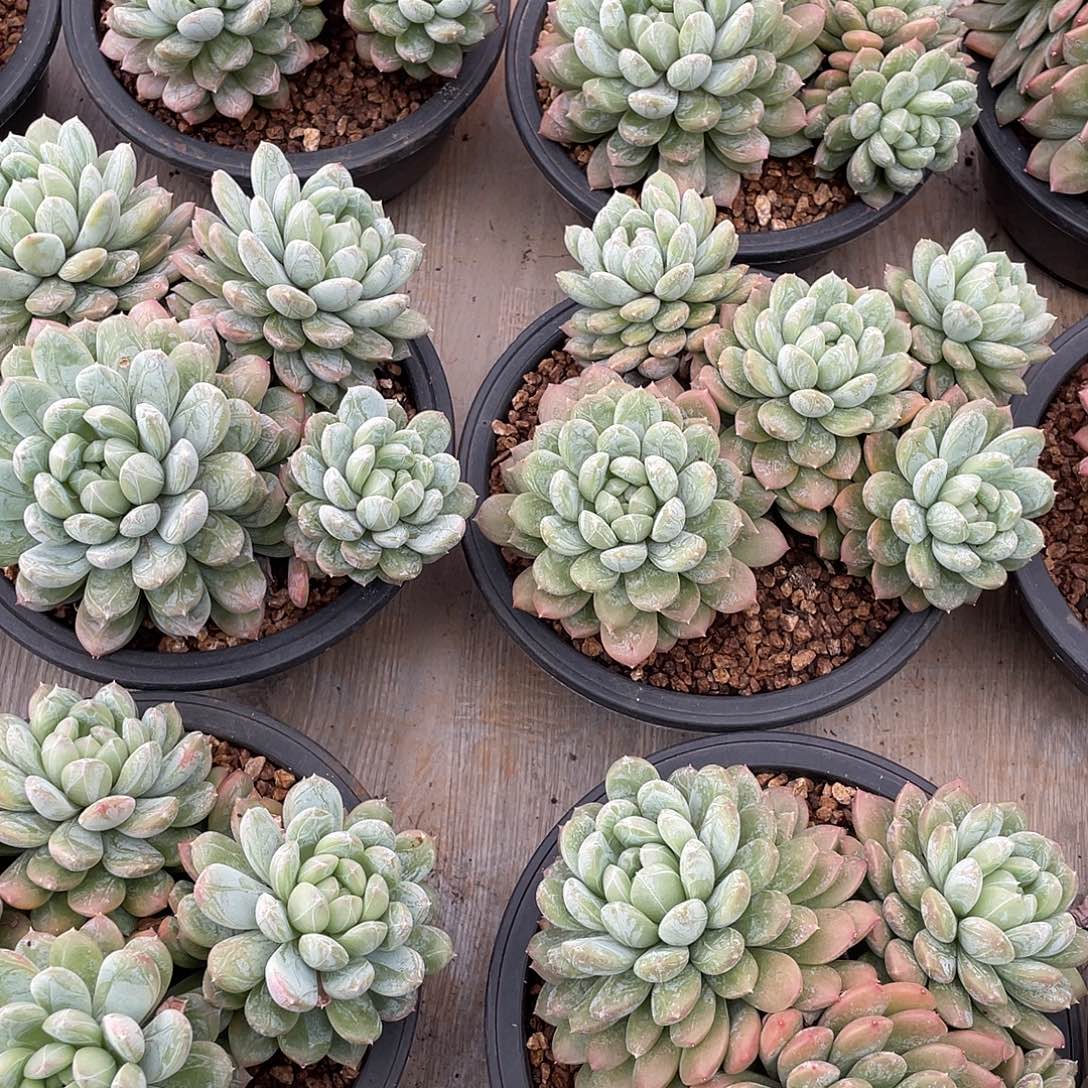 百达翡翠精控群生16厘米可挑