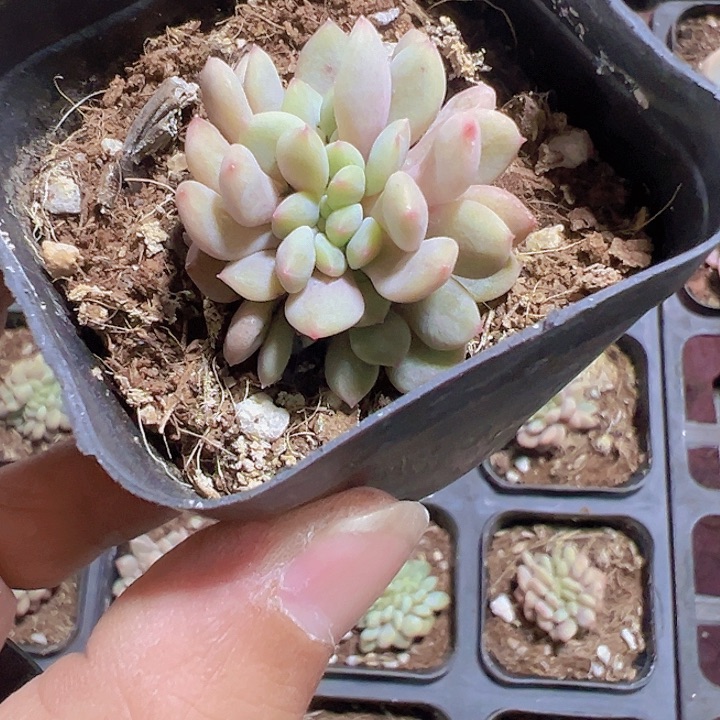 爱丽尔缀化多肉植物大战