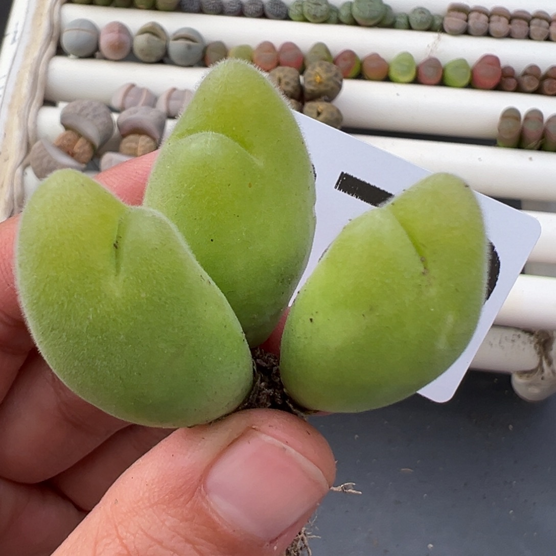 12.13好看的多肉脱土发货879