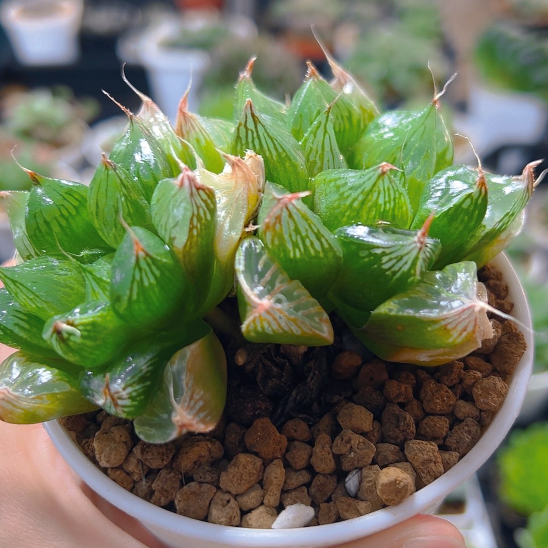 双头三仙寿多肉多肉