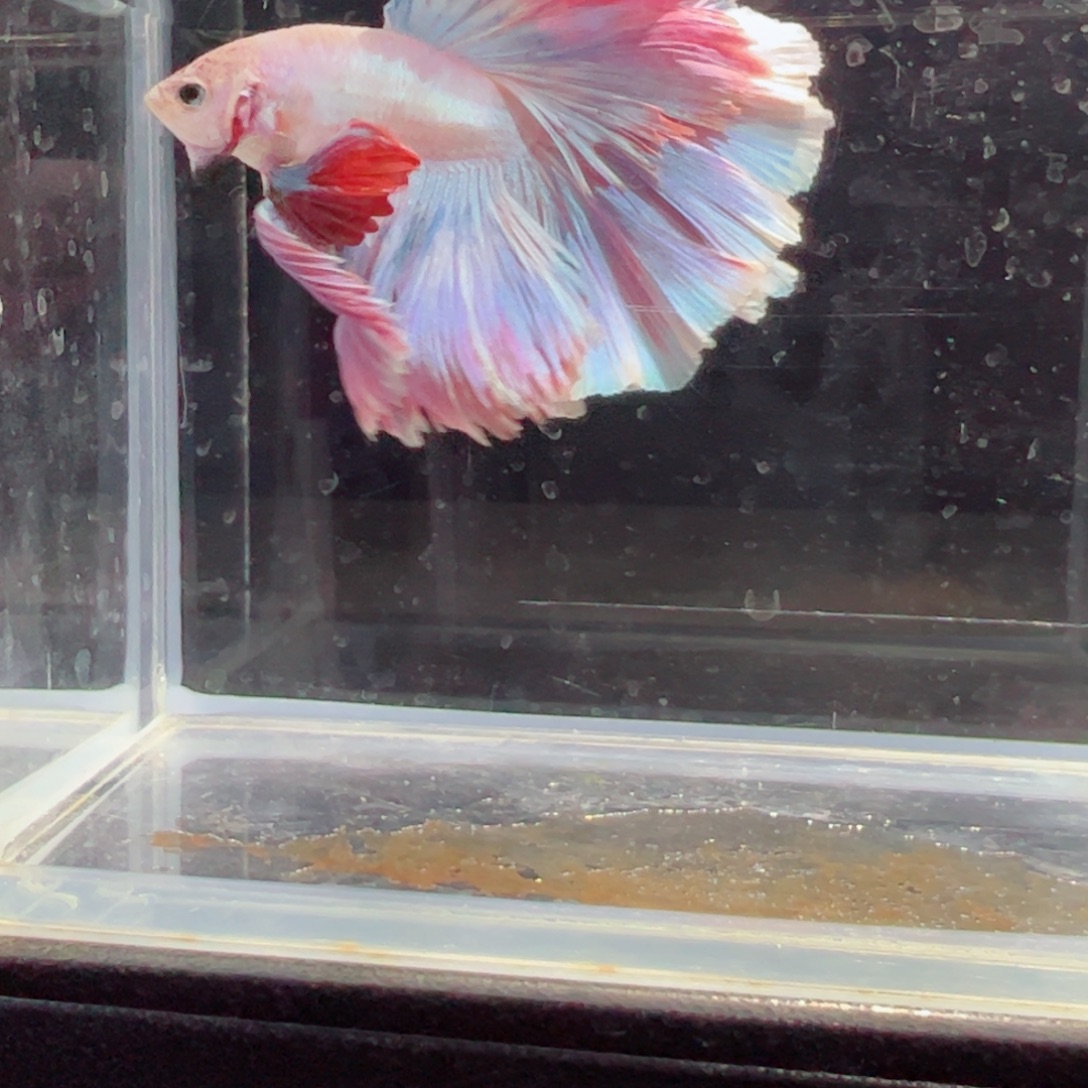 斗鱼浅色特殊尾hhhh