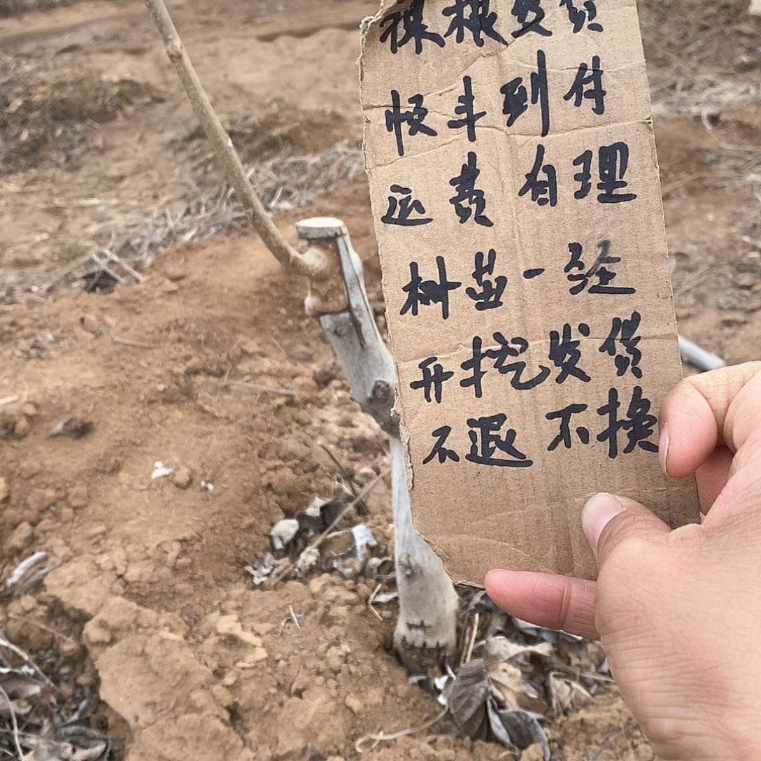 文玩核桃把件?**?铁锤