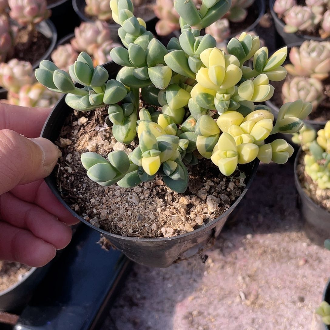 缘*。0304  鹿角海棠锦 六月六