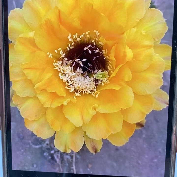 彩草黄花黑喉9公分左右