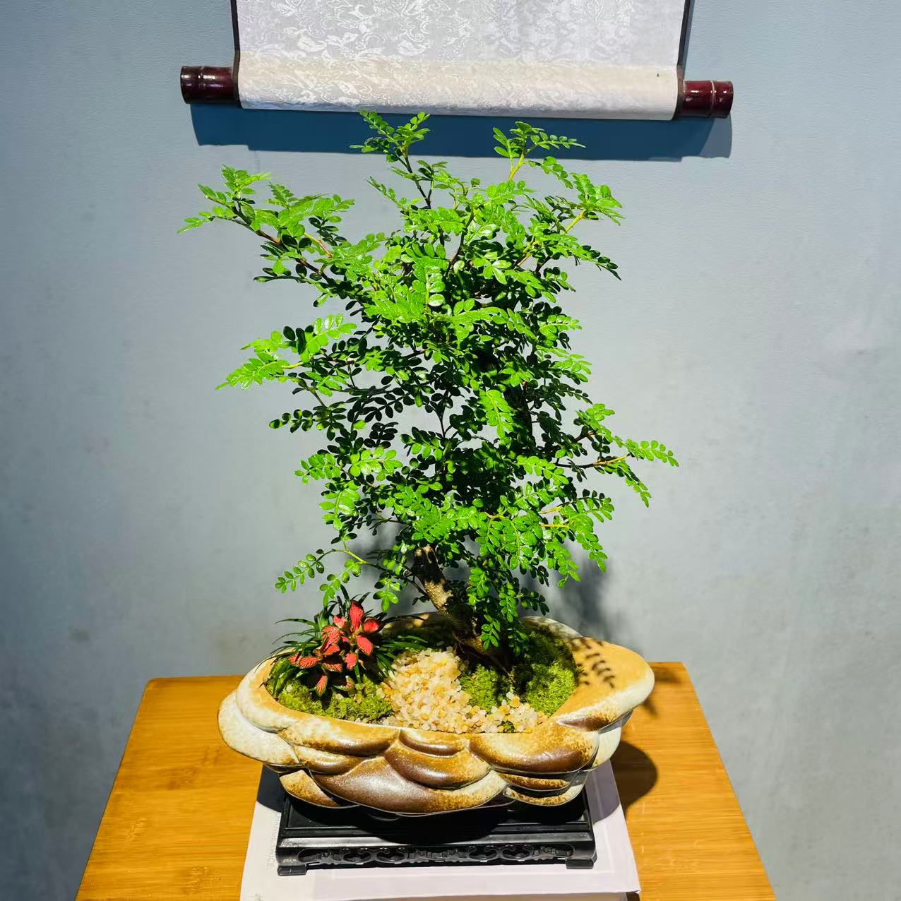 ZF陶瓷盆S弯造型胡椒清香木