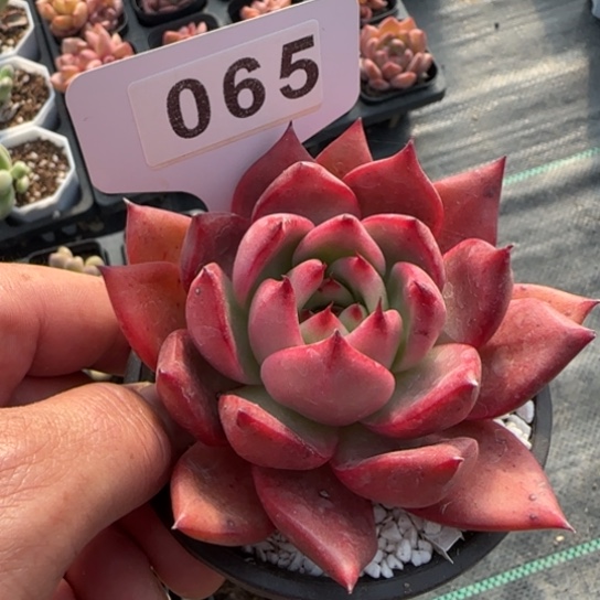 65阿姆斯壮一物一拍多肉