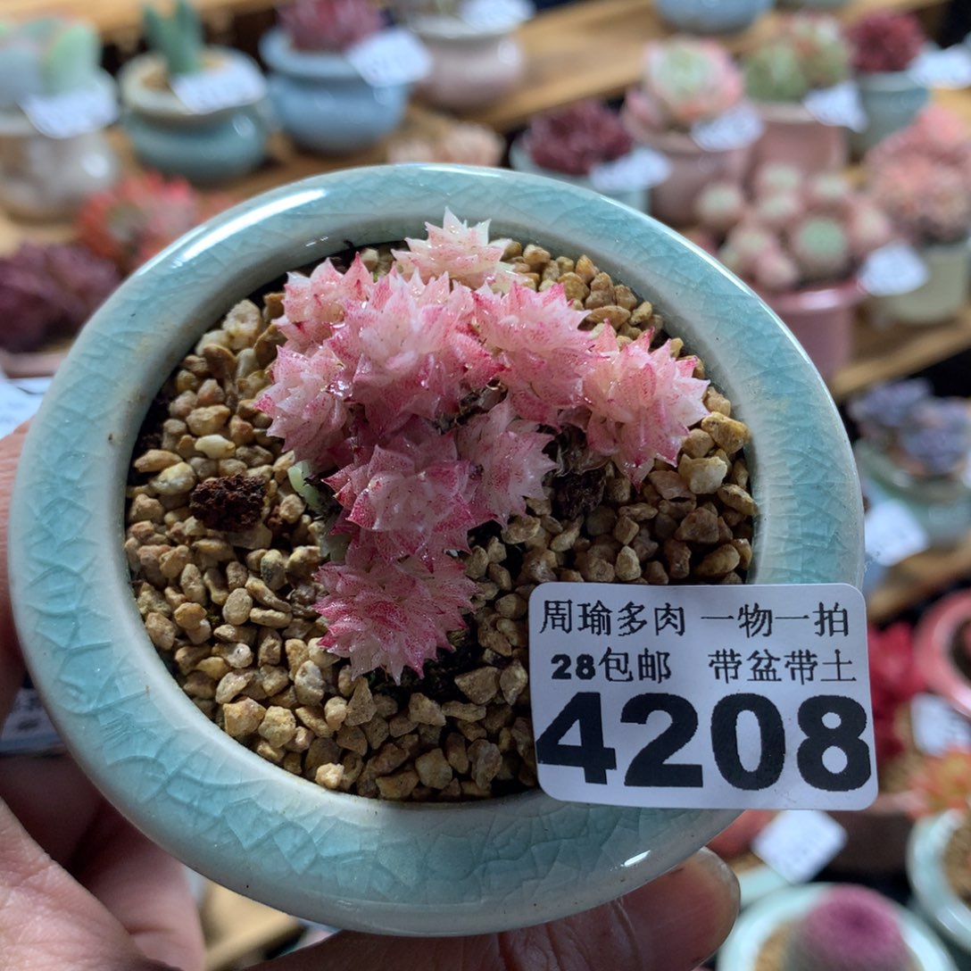 精控多肉植物4208