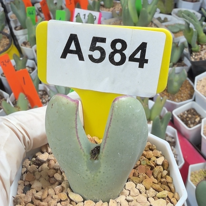 a***9584mmmmmmmnnnnnnnnn