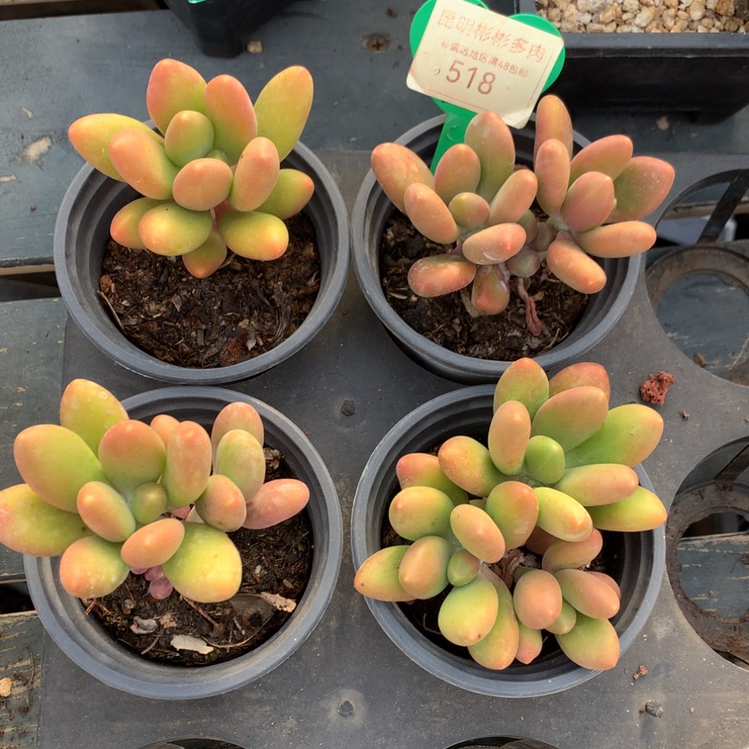 芒果奶酪四个一物一拍