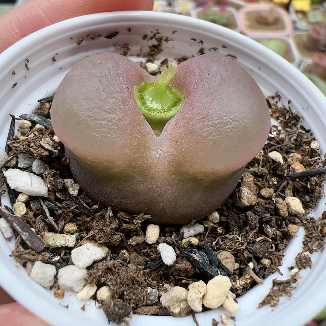 【闪购商品】神*40 带盆