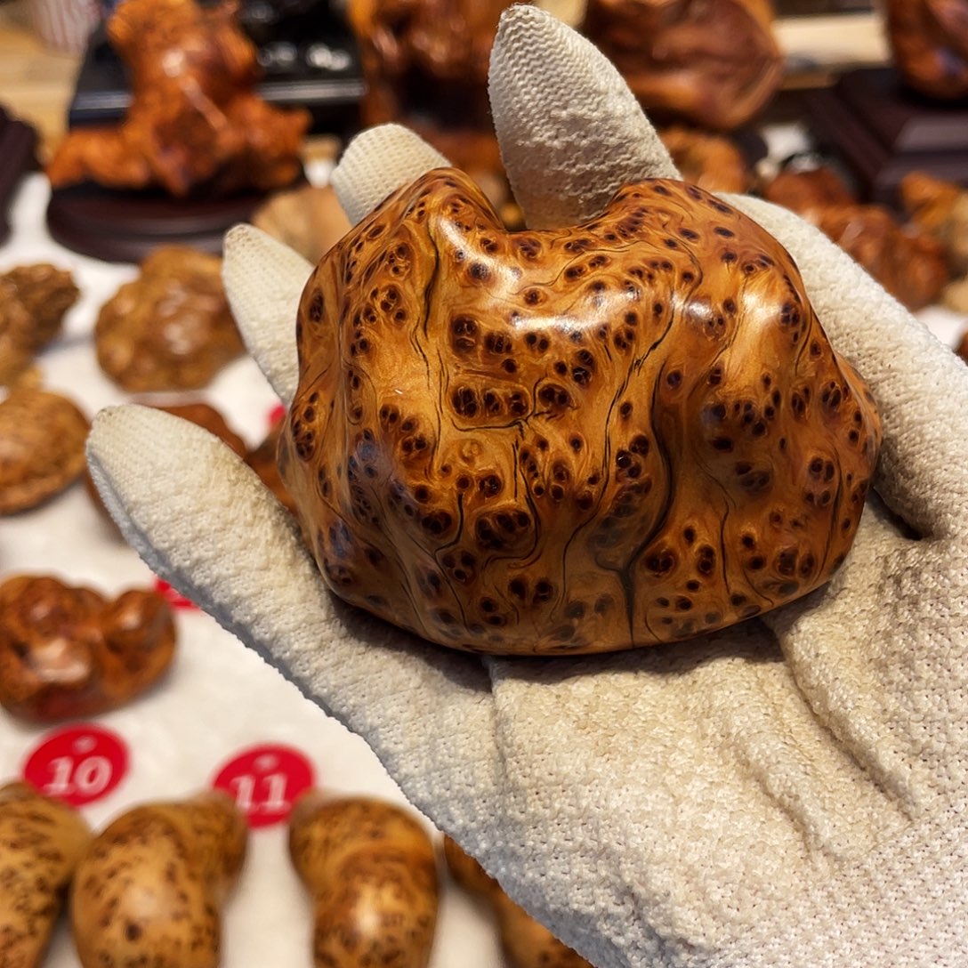 柏木（崖柏）太行崖柏