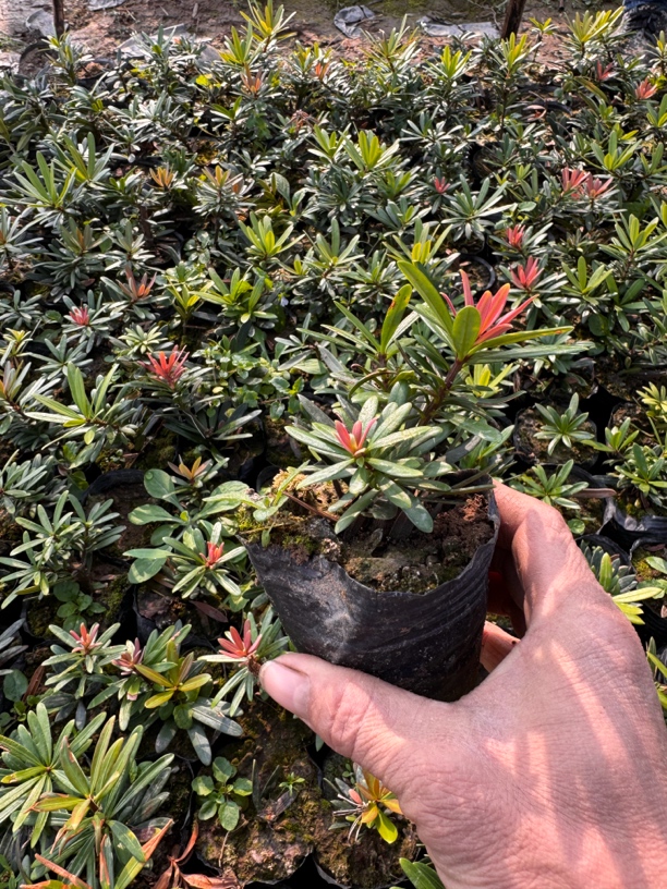 金翡翠罗汉松树苗黄芽罗汉松