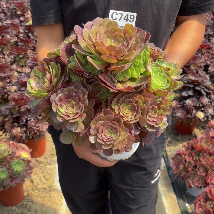 瑞妈多肉植物749