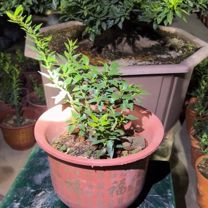 八房柑盆景绿植园艺