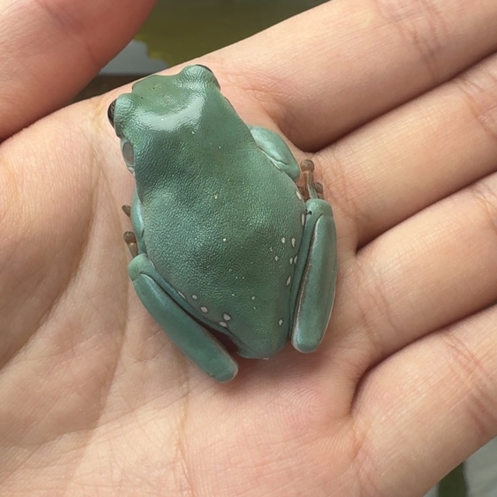 老爷树蛙精品素皮 开播福利 