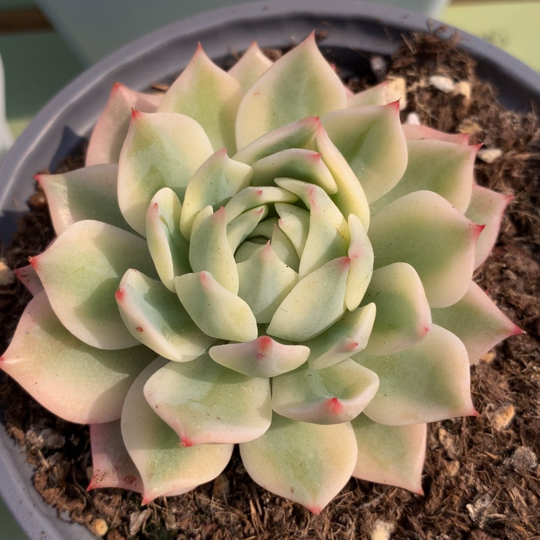 棱镜锦锦上园艺一物一拍