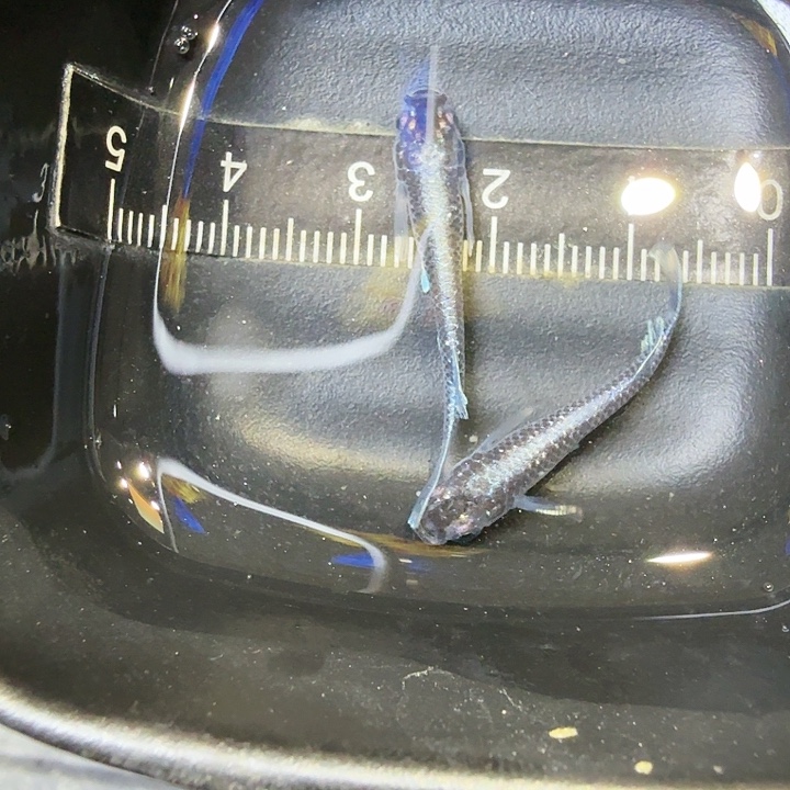 青鳉鱼89号拍品新血统礼服