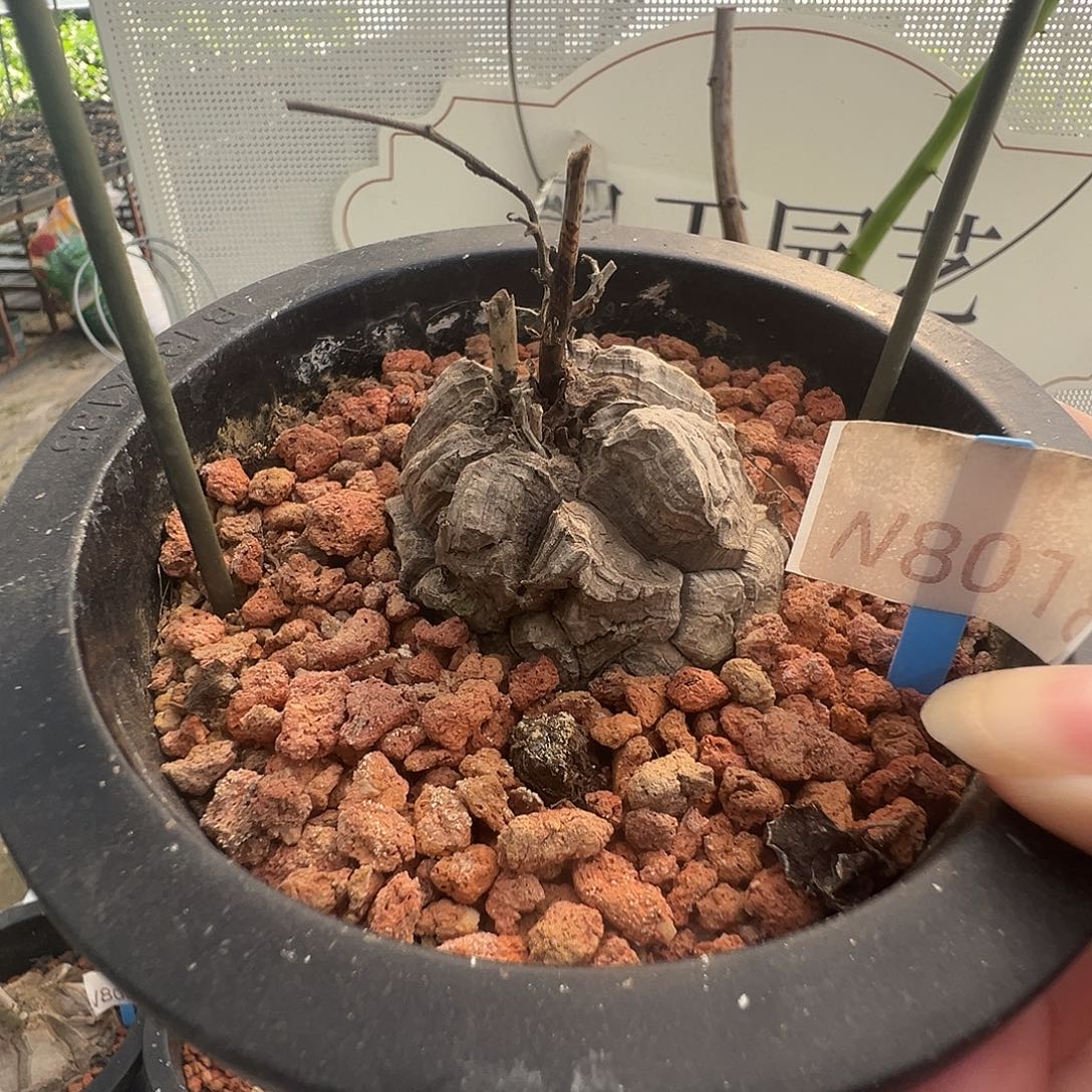 多肉植物专拍 一物一拍 南非龟甲龙8018